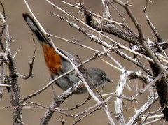 Curruca subcoerulea subcoerulea