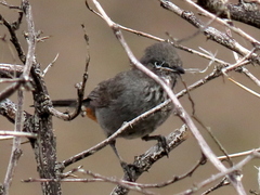 Curruca subcoerulea subcoerulea