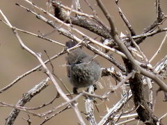 Curruca subcoerulea subcoerulea