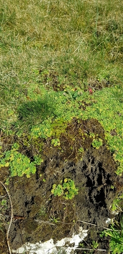 Image of Bryum radiculosum by (c) Helen Waterman, some rights reserved (CC BY)