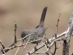 Curruca subcoerulea subcoerulea