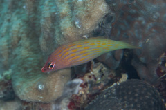 Pseudocheilinus octotaenia