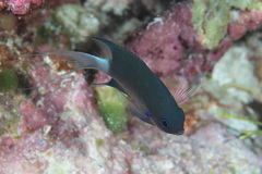 Pycnochromis caudalis