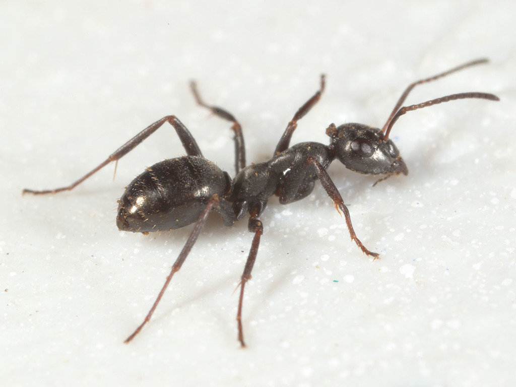 Icy Mound Ant
