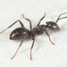 Icy Mound Ant - Photo (c) Mardon Erbland, some rights reserved (CC BY-NC-SA), uploaded by Mardon Erbland