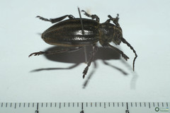 Dorcadion carinatum