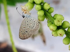 Zizula hylax pygmaea