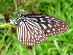 Ideopsis vulgaris macrina