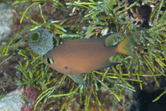 Pycnochromis atripes