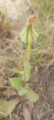 Urospermum picroides