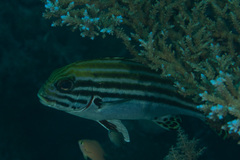 Plectorhinchus lessonii