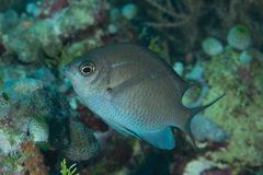 Chromis alpha