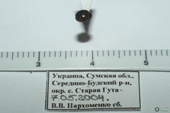 Hyperaspis campestris