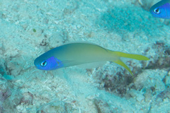 Hoplolatilus starcki