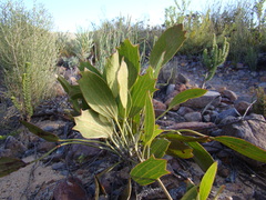 Centella dolichocarpa