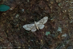 Gymnoscelis taprobanica