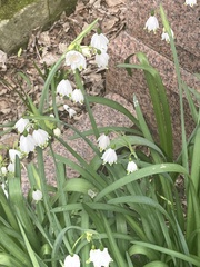 Leucojum aestivum