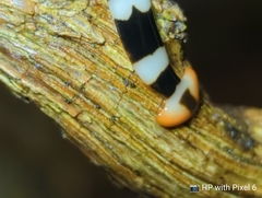 Diversibipalium rauchi