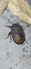 Dinidoridae