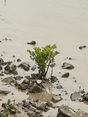 Aegiceras corniculatum