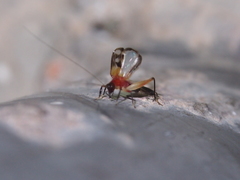 Homoeoxipha lycoides