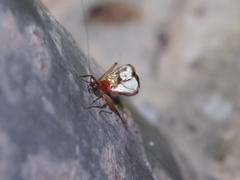 Homoeoxipha lycoides