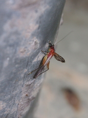 Homoeoxipha lycoides