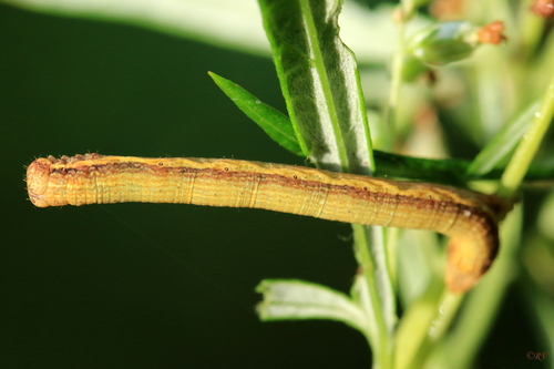 Rudasprindis nuotrauka