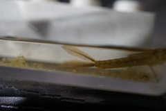 Ischnura asiatica