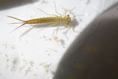 Ischnura asiatica