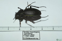 Carabus violaceus aurolimbatus