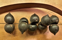 Astrocaryum aculeatum