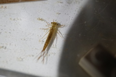 Ischnura asiatica