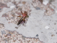Homoeoxipha lycoides
