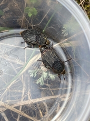 Thanatophilus terminatus