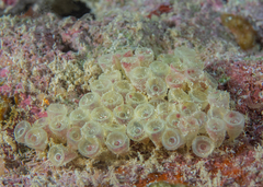 Peristernia chlorostoma