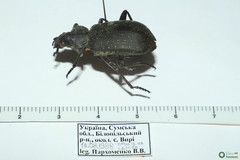 Calosoma maderae