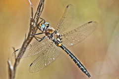 Helocordulia selysii