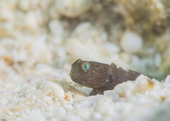 Cryptocentrus fasciatus