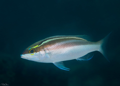 Bridled Monocle Bream photo 1