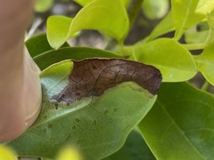 Calycomyza durantae