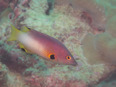 Bodianus axillaris