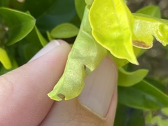 Calycomyza durantae