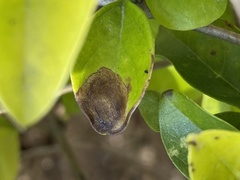 Calycomyza durantae