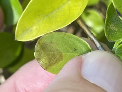 Calycomyza durantae