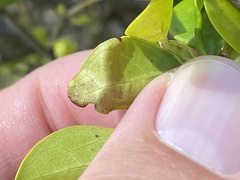 Calycomyza durantae