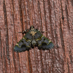 Arescoptera haplocala