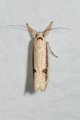 Compsotorna oligarchica