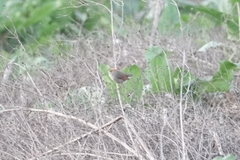 Sinosuthora alphonsiana