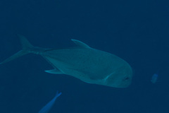 Caranx papuensis